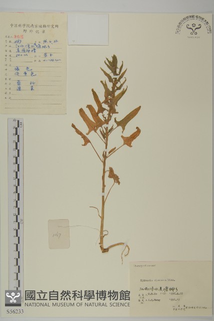 菠菜、菠菱菜藏品圖，第1張