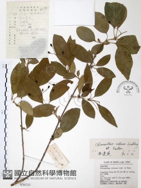 流蘇樹藏品圖，第1張