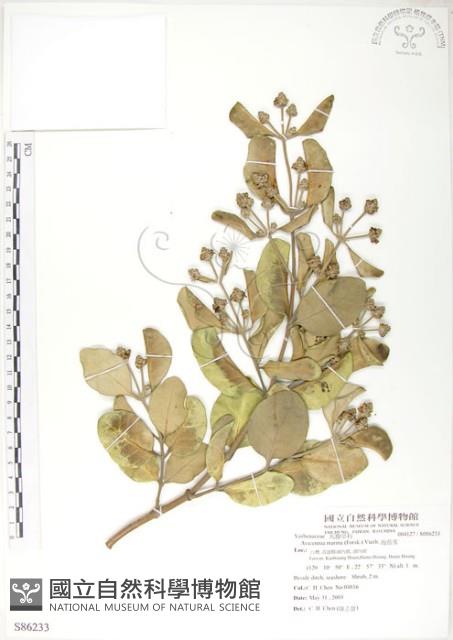 海茄苳藏品圖，第1張