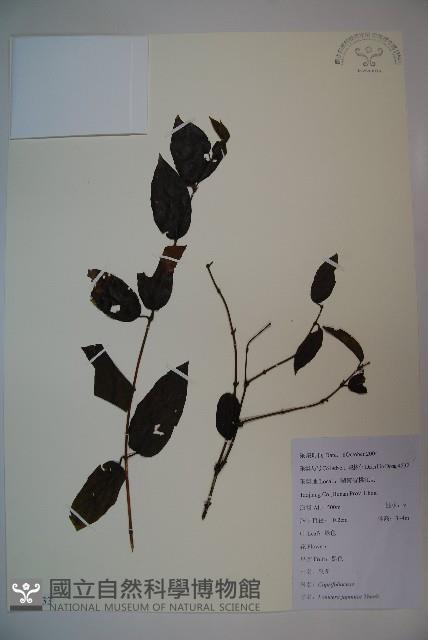 忍冬、金銀花藏品圖，第1張