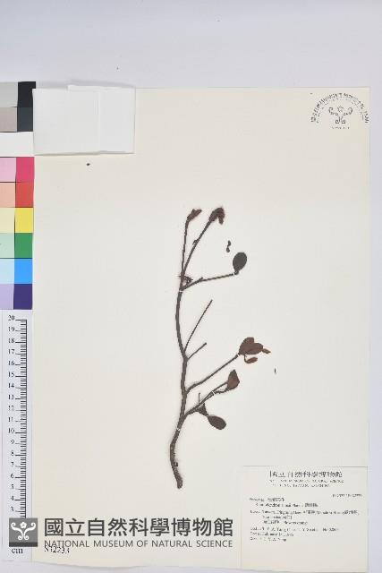 唐杜鵑、大屯杜鵑、中原氏杜鵑藏品圖，第1張