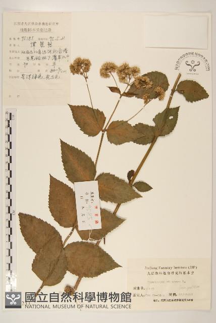 華澤蘭藏品圖，第1張