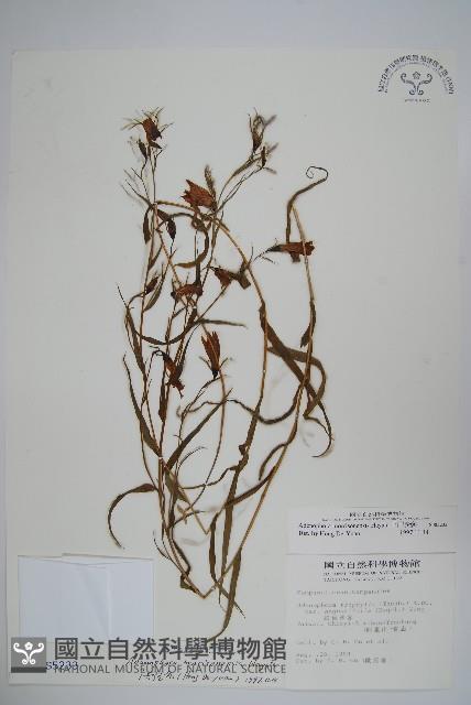 Accession Number:S005233 Collection Image, Figure 1, Total 2 Figures