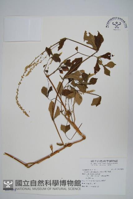 假川牛膝藏品圖，第1張