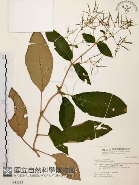 旋莢木藏品圖，第1張