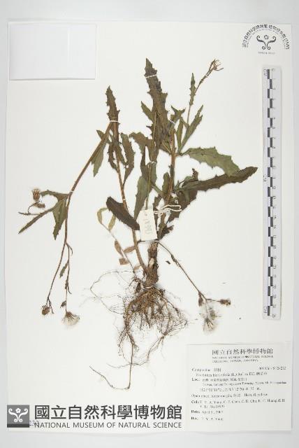 饑荒草藏品圖，第1張