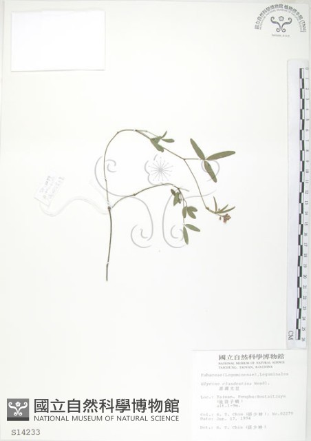 澎湖大豆藏品圖，第1張