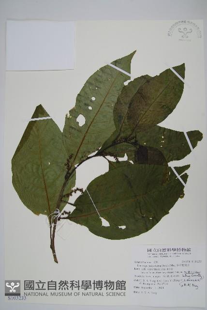 多子漿果莧藏品圖，第1張