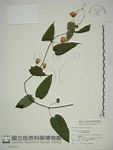 亨利氏鐵線蓮藏品圖，第1張