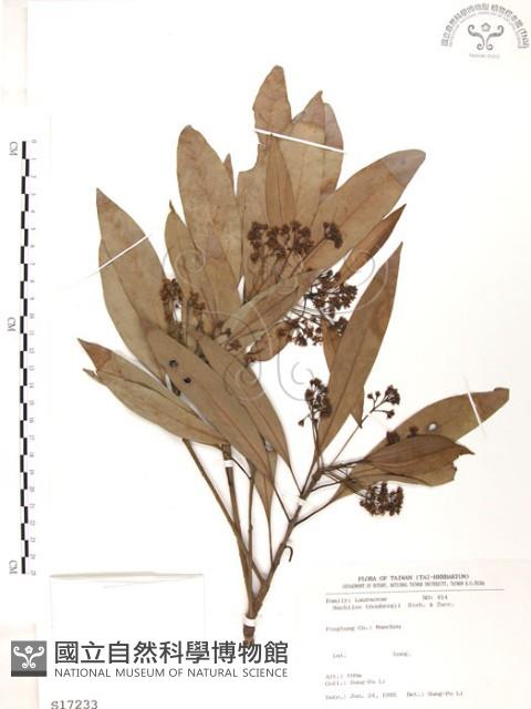 Red Nanmu Collection Image