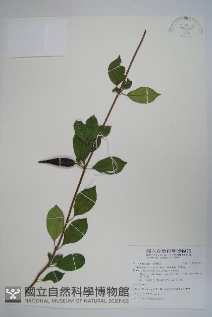 武靴藤藏品圖，第1張