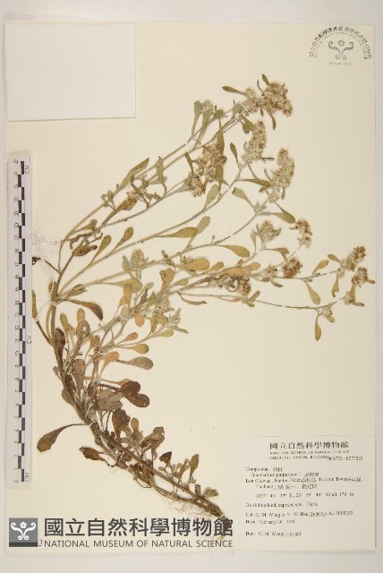 鼠麴舅藏品圖，第1張