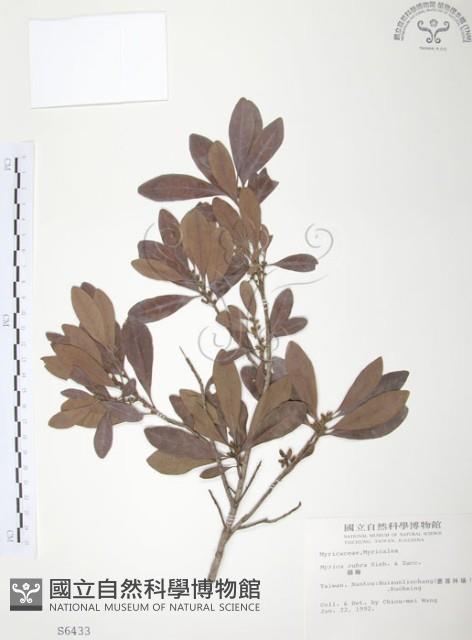 楊梅藏品圖，第1張