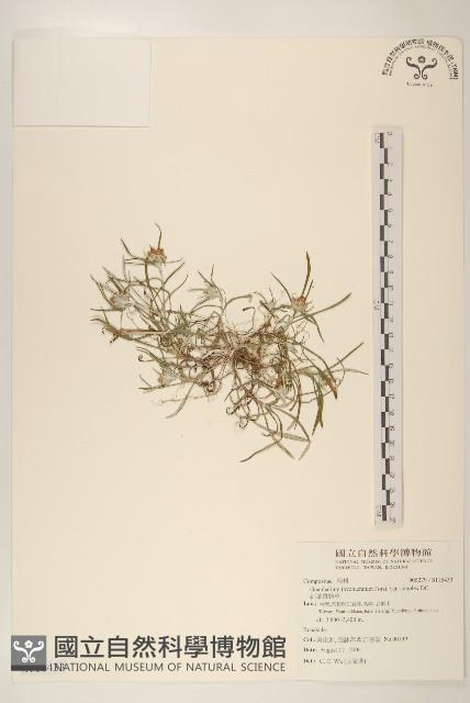 細葉鼠麴草藏品圖，第1張