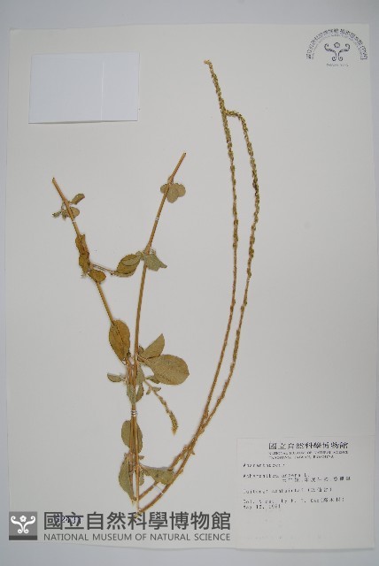 土牛膝藏品圖，第1張