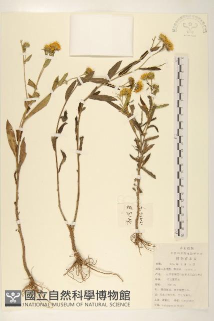 旋覆花藏品圖，第1張