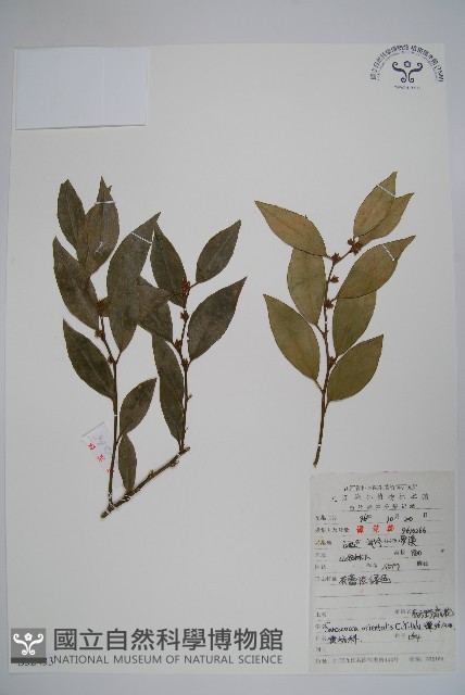 東方野扇花藏品圖，第1張
