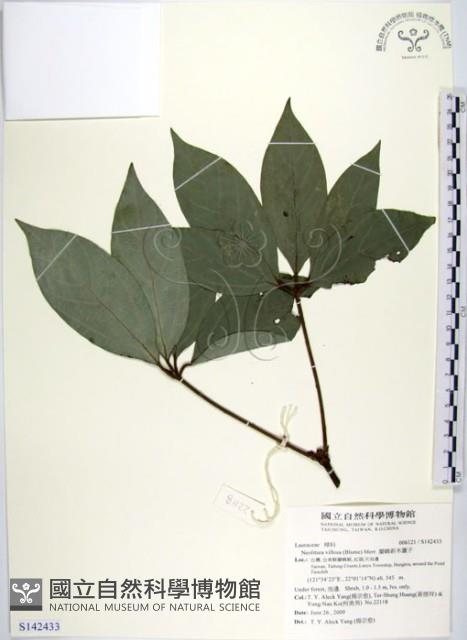 蘭嶼新木薑子藏品圖，第1張