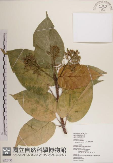 蘭嶼蘋婆藏品圖，第1張