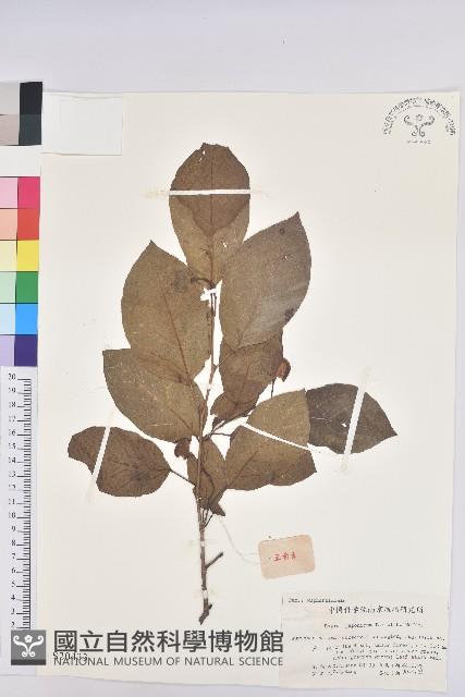 白木烏臼藏品圖，第1張