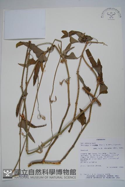 登錄號:S051433藏品圖，第1張