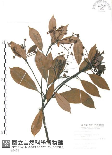 豬腳楠藏品圖，第1張