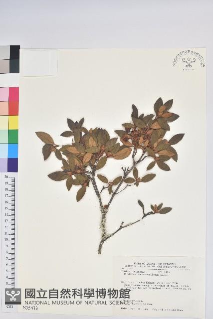 紅毛杜鵑藏品圖，第1張