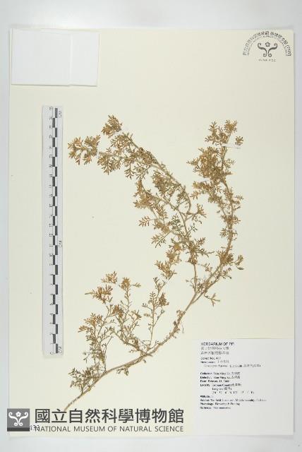 臭濱芥、臭薺藏品圖，第1張