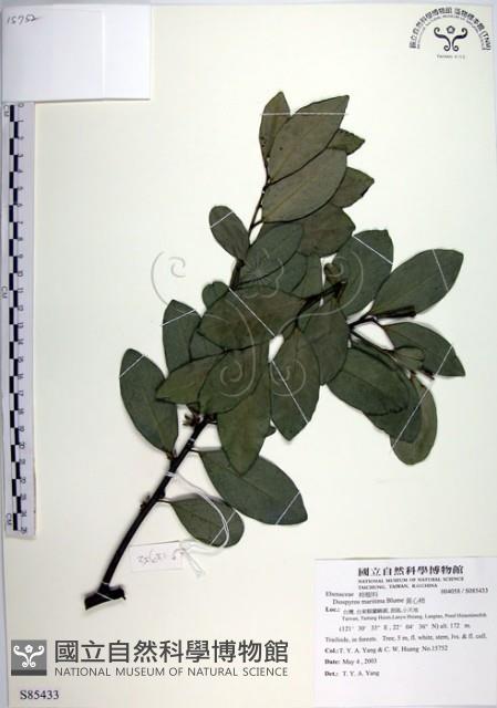 黃心柿藏品圖，第1張