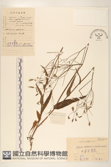 兔仔菜藏品圖，第1張