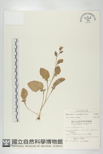 葶藶藏品圖，第1張