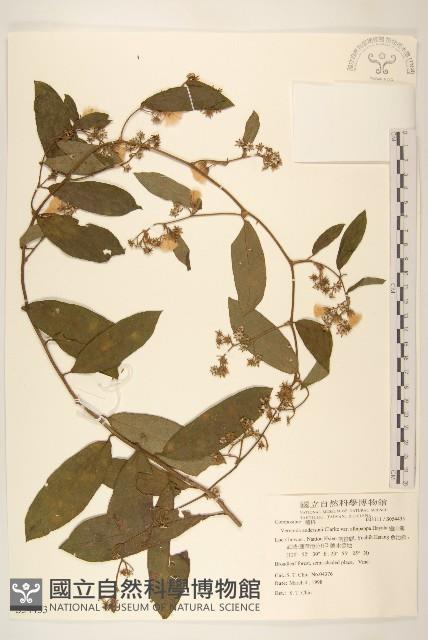 過山龍藏品圖，第1張