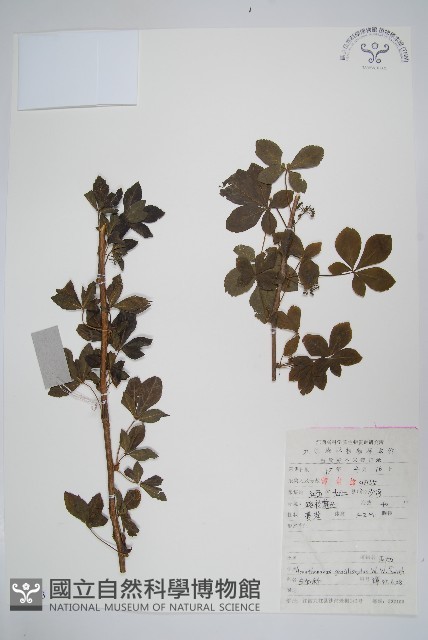 五加藏品圖，第1張