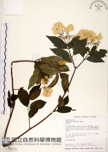 華八仙藏品圖，第1張