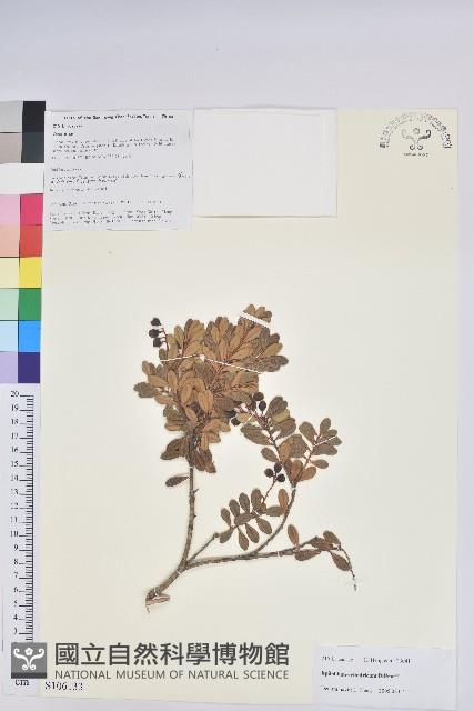 登錄號:S106133藏品圖，第1張