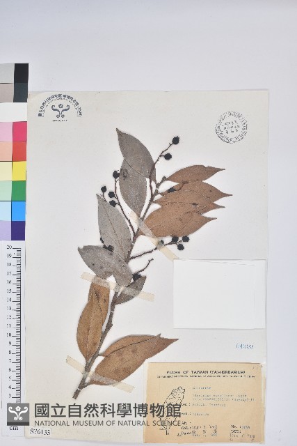 珍珠花、長尾葉越橘藏品圖，第1張
