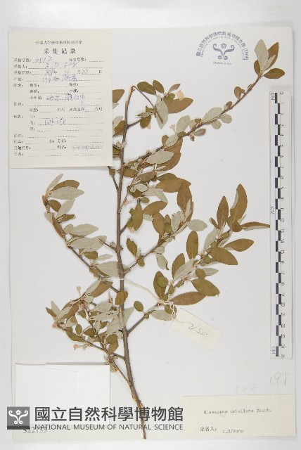 小葉胡頹子藏品圖，第1張