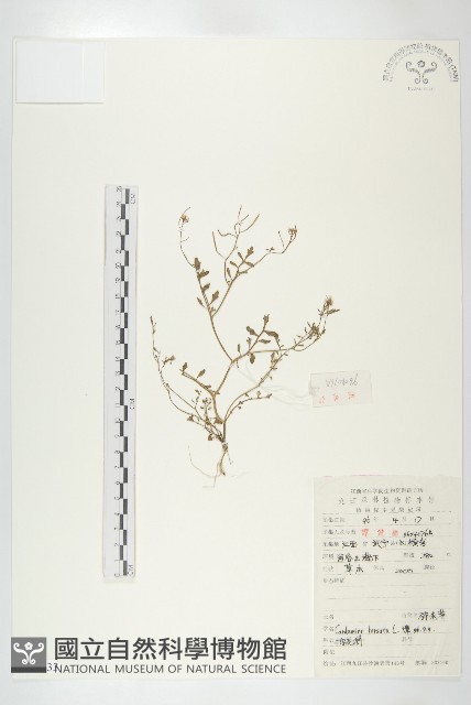 碎米薺藏品圖，第1張