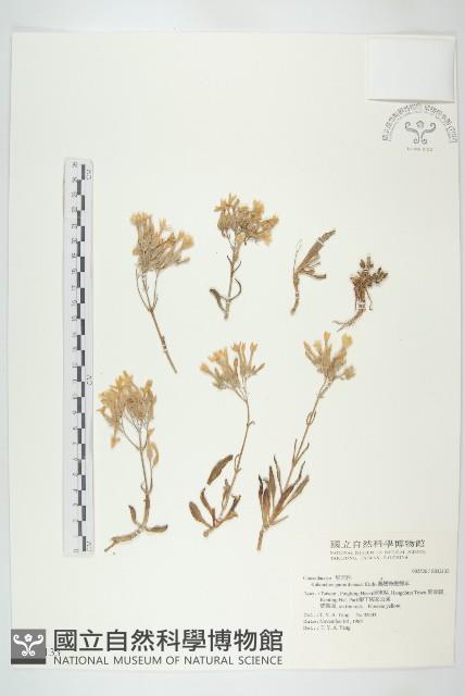 鵝鑾鼻燈籠草藏品圖，第1張