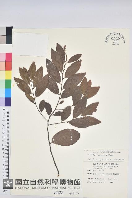 土密樹藏品圖，第1張