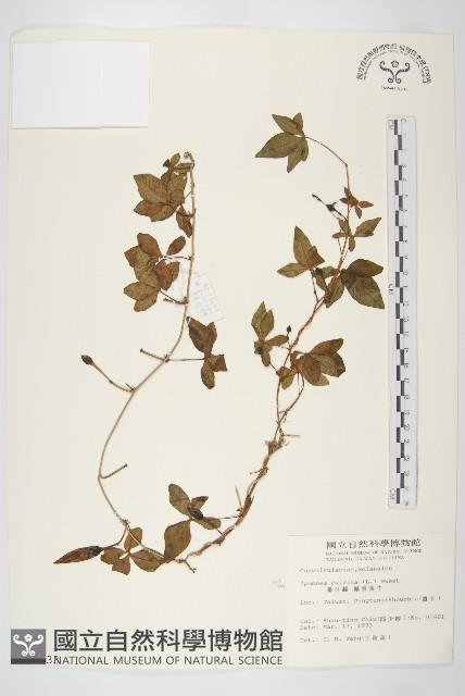 番仔藤藏品圖，第1張