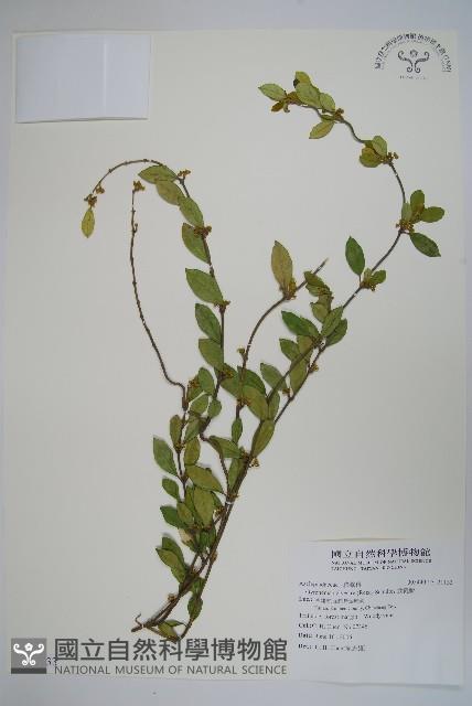 武靴藤藏品圖，第1張