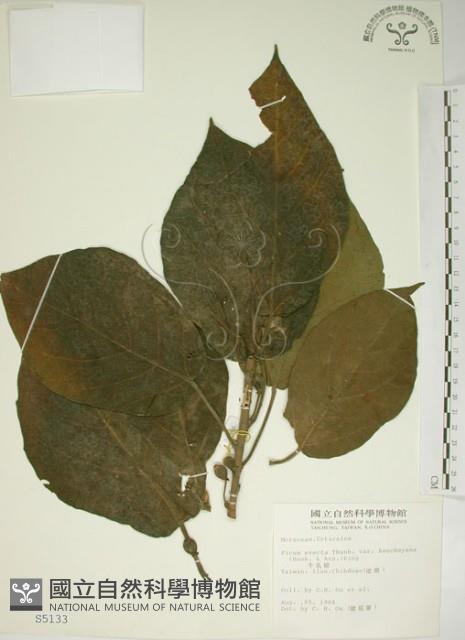 牛乳榕藏品圖，第1張