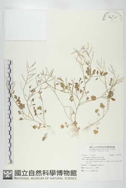 焊菜藏品圖，第1張