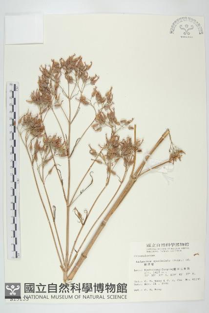 倒吊蓮、匙葉燈籠草藏品圖，第1張