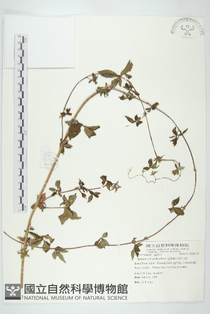 番仔藤藏品圖，第1張