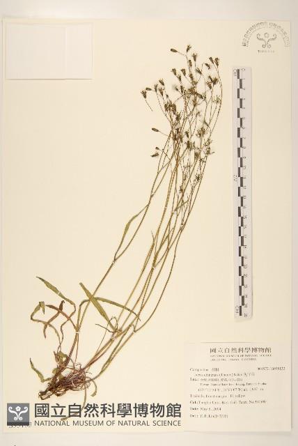 兔仔菜藏品圖，第1張