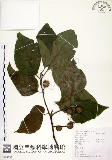 構樹藏品圖，第1張