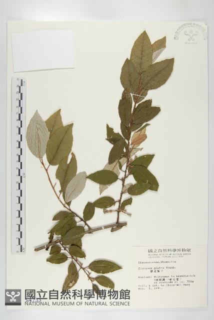 藤胡頹子藏品圖，第1張