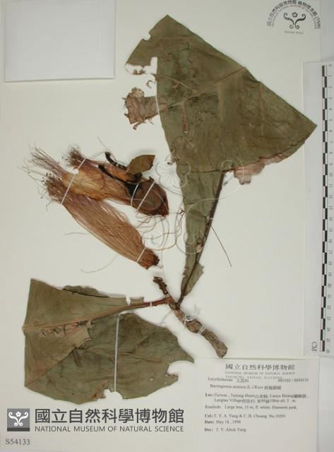 棋盤腳樹藏品圖，第1張